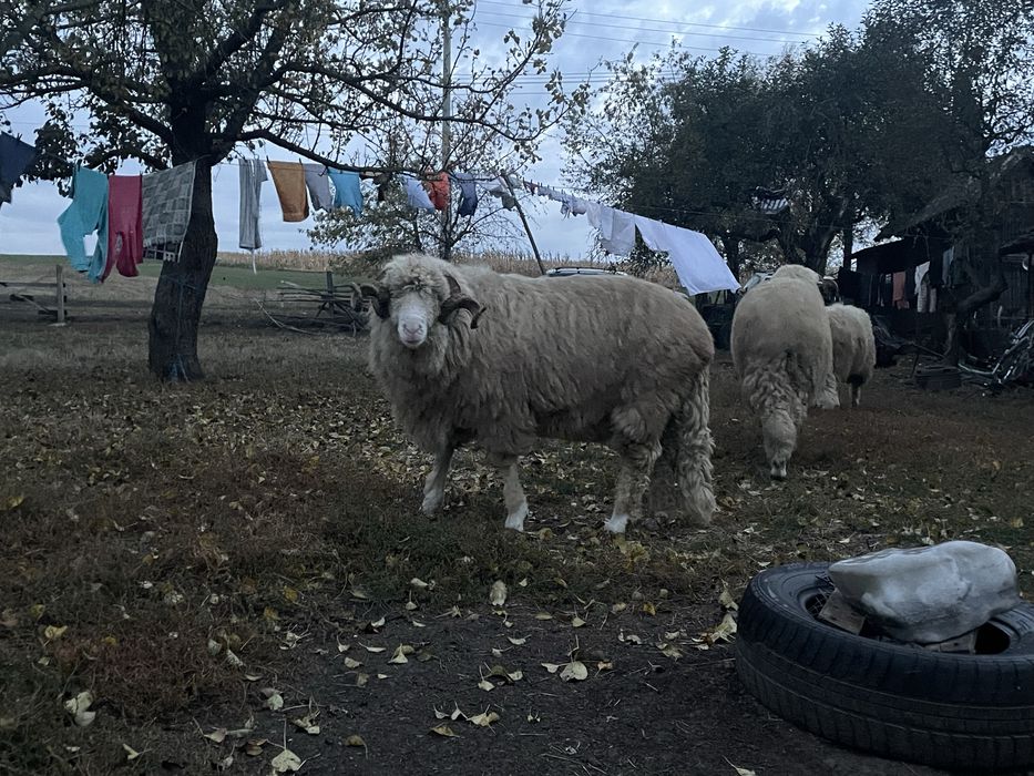 Berbeci de vânzare