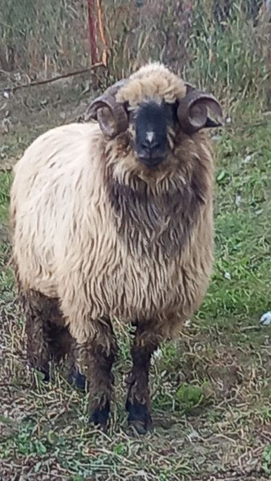 Ultima strigare dacă nu,se taie. Aștept oferte...Berbec mior bun de montă