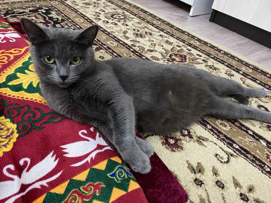 Животные, котята бесплатно