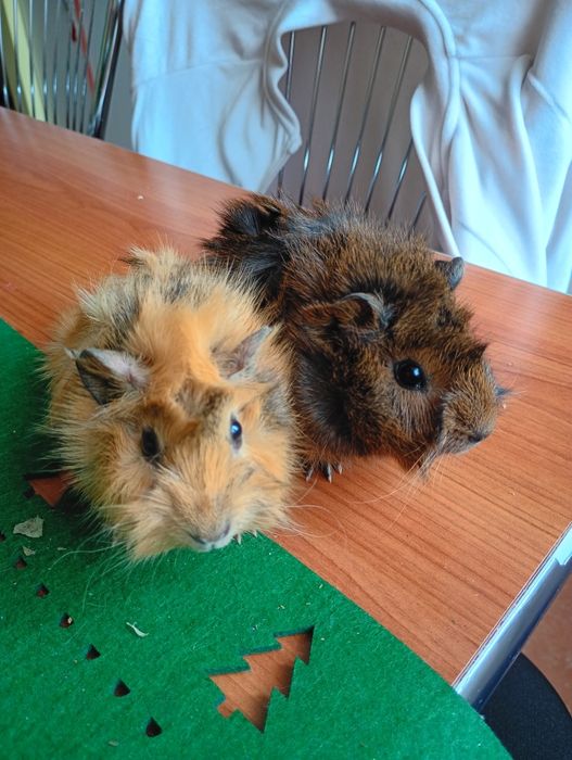 Porcușori de guineea