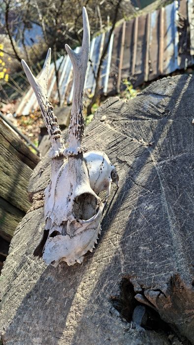 Трофей от сръндак