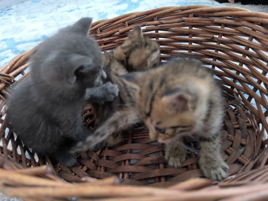 Милые котята в добрые руки