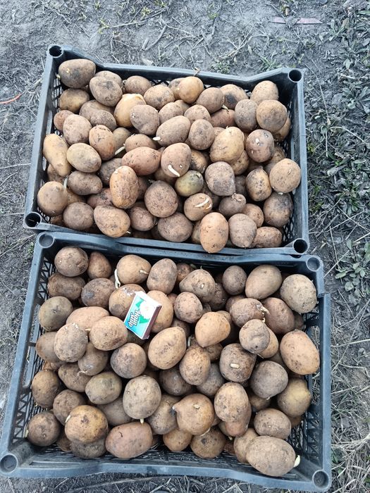 Продам дачную картофель