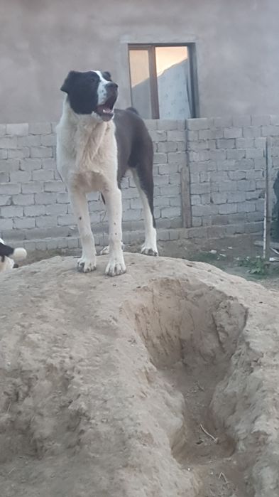 Алабай кушуктер сатлады