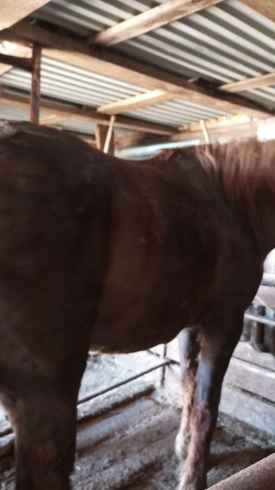 Продам бие с откорма.