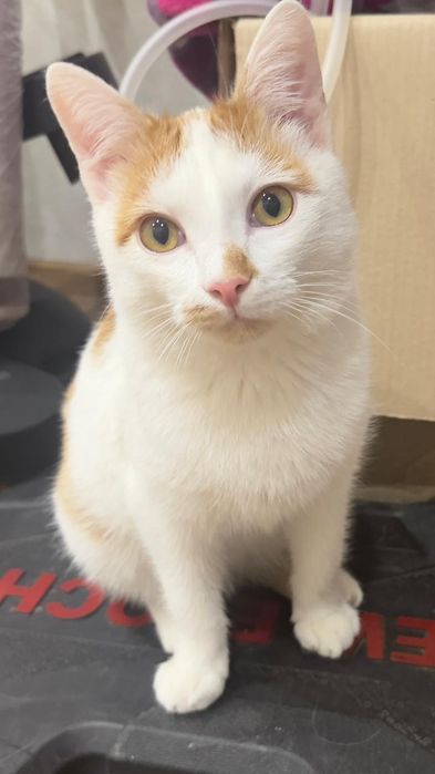 Пристраивается кот кастрированный