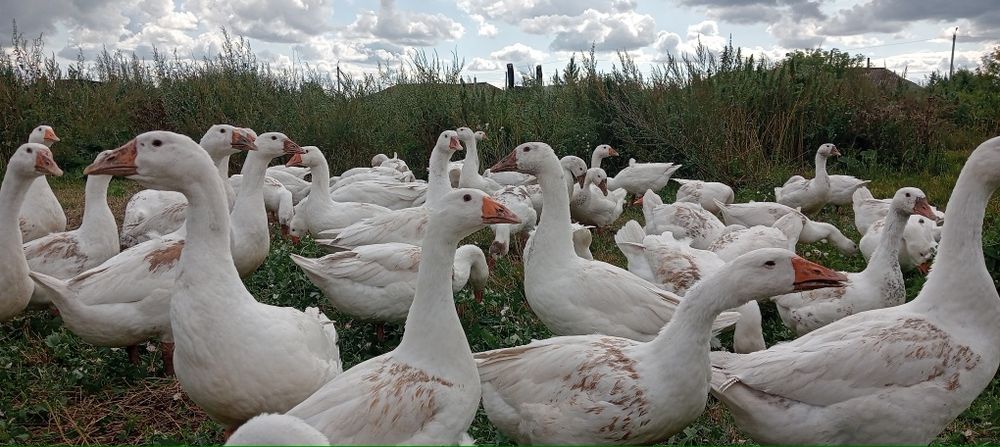 Продам гусей, живьем