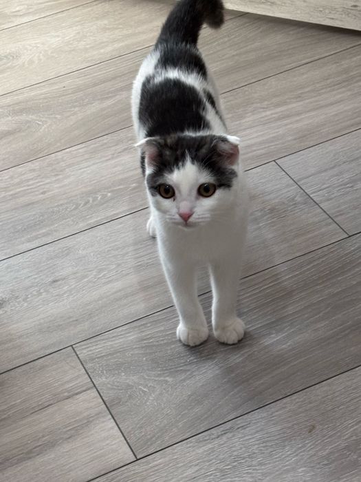 Одам в добрые руки