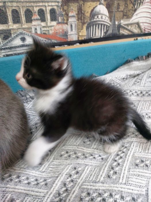 Котёнок ищет дом