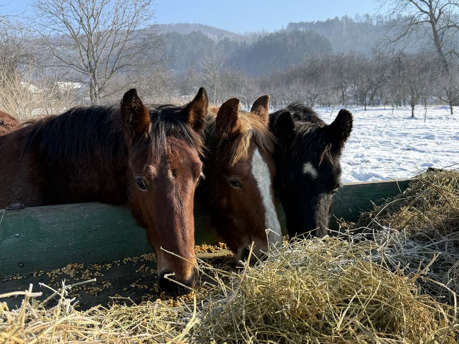 Vând un mânz de aproximativ 8 luni