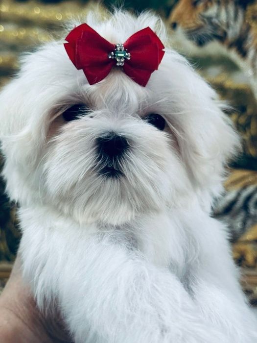 Мальтезе девочки