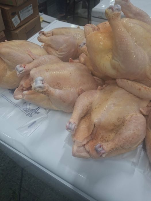 Гуси, куры, перепёлки домашние.