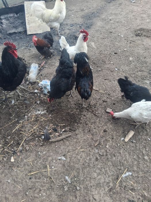 Vând cocoși de paduana si motata olandeza