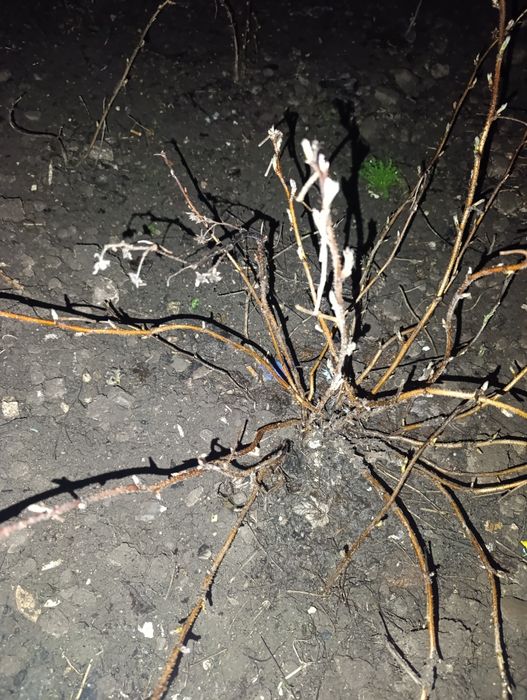 Продам саженцы малины, смородины