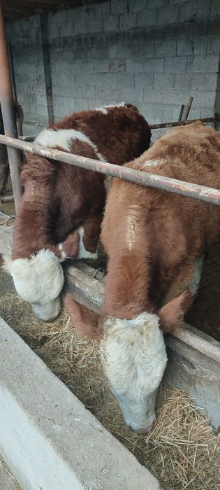 Сментал букалар тозза