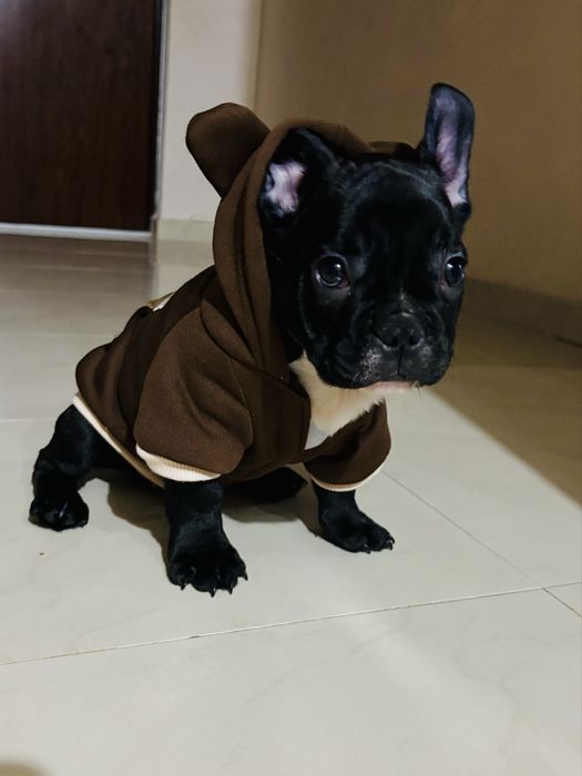Bulldog francez