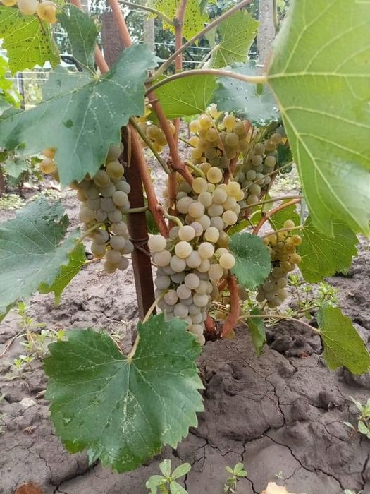 Butasi de vită de vie de anul 2 și de anul 3