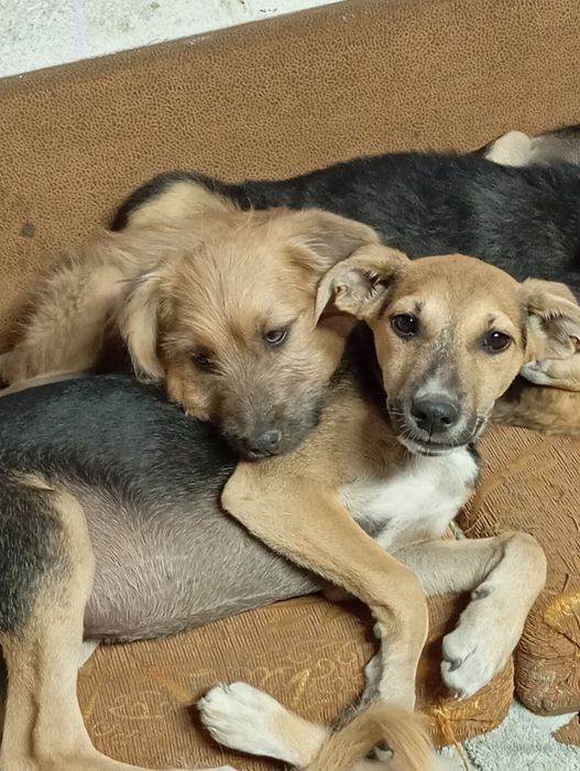 Щенки в добрые руки