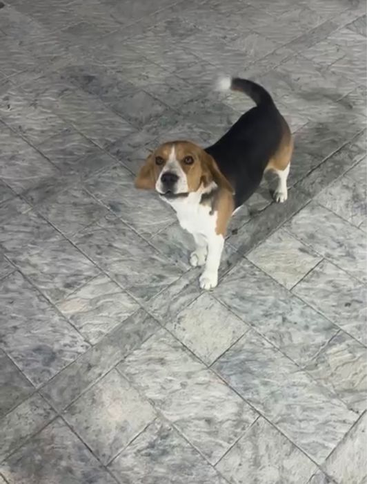 Пропала собака бигль