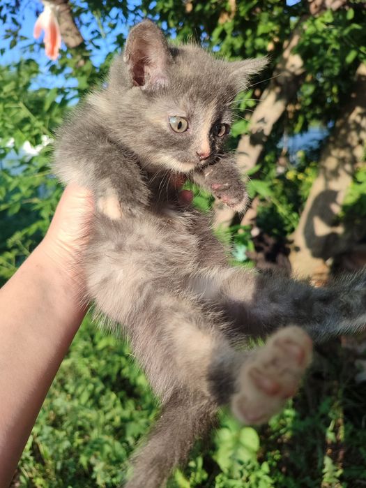 Отдам котят бесплатно