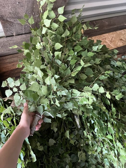 Продам веники банные березовые
