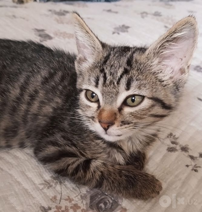 Котенок Мартин (3 мес)