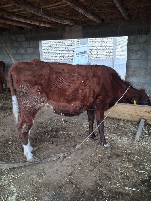 Гуножин сотилади