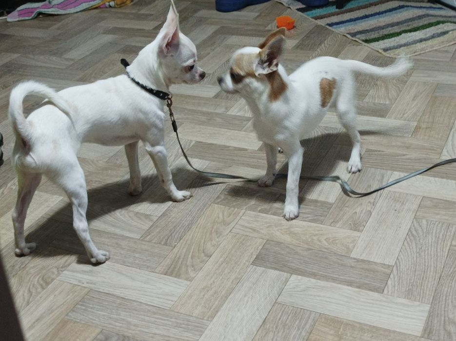 Чихуахуа три маленьких Богатыря ищут девочку для вязки