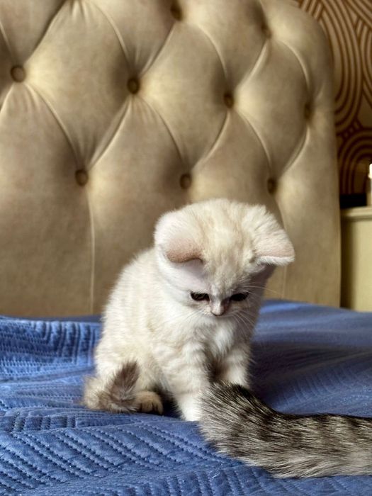 Продам котенка шотландца