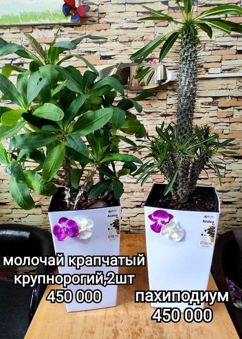 уход за растениями ,удобрение , пересадка, обрезка итд