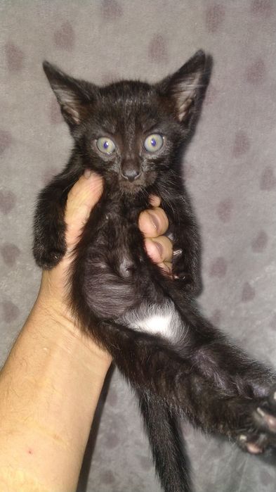 Отдам котят бесплатно