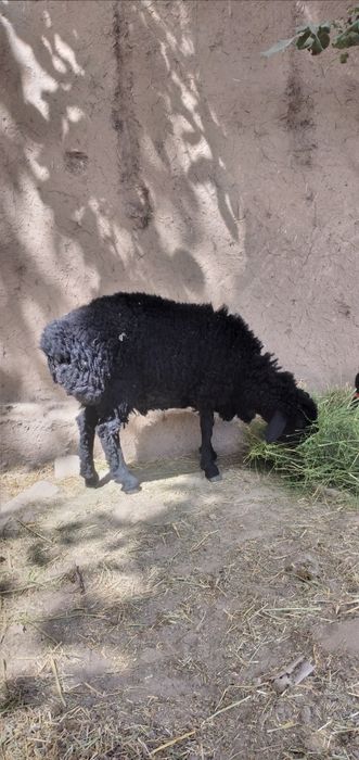 Hisori yeb ichshi zur