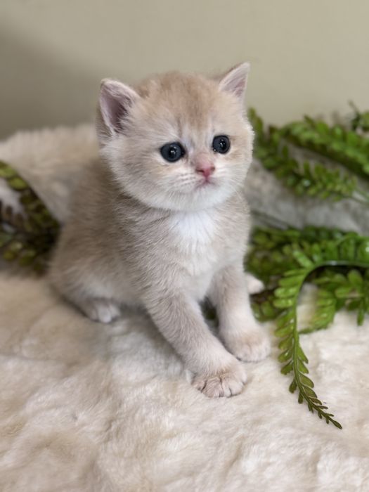 Продается срочно котенок бритаский ay12