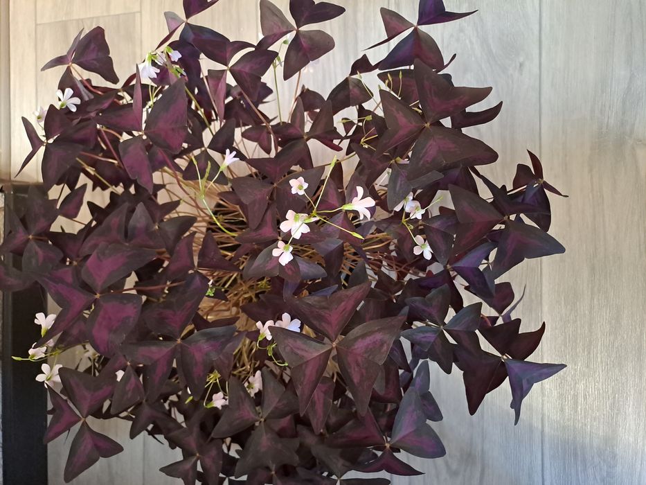 Оксалис (кислица)