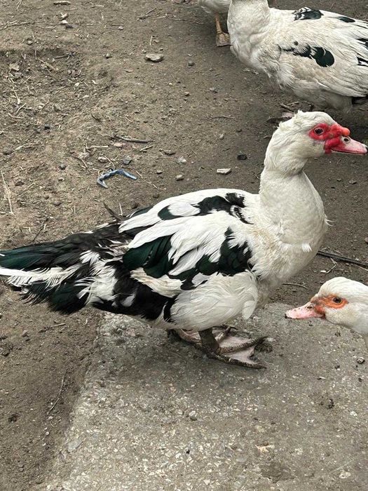 продам индоуток недорого