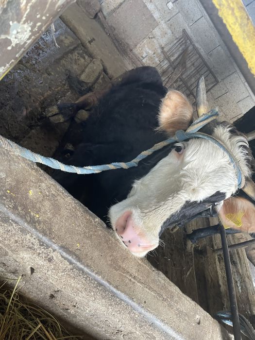 Сиыр сауын Дойная корова