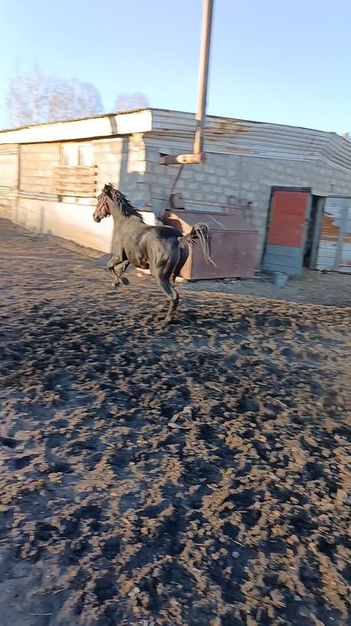 Продам американский жеребец