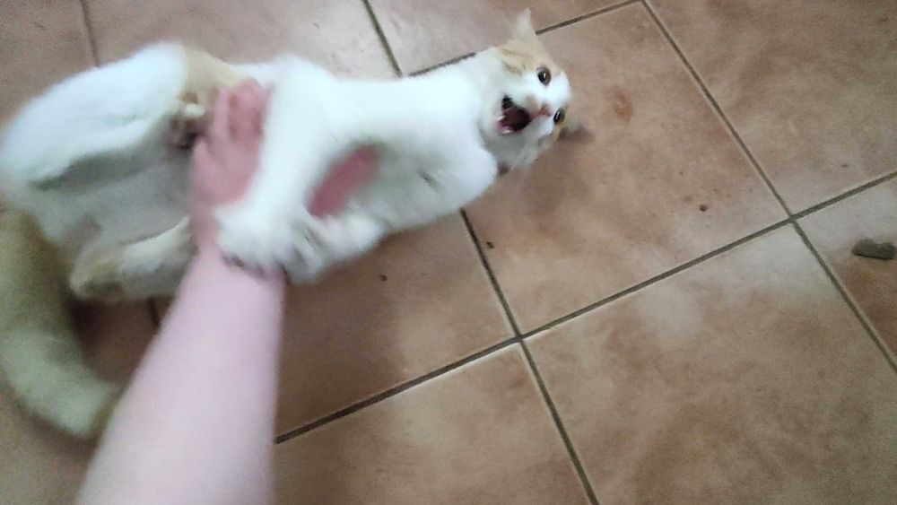 Adopție pisica Buzău