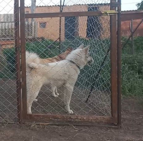 ЗСЛ ұрғашы сатылады