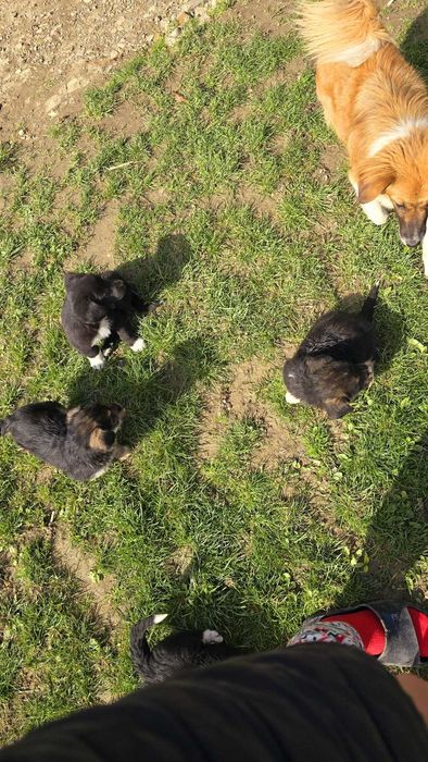 Donez cățeluși jucăuși