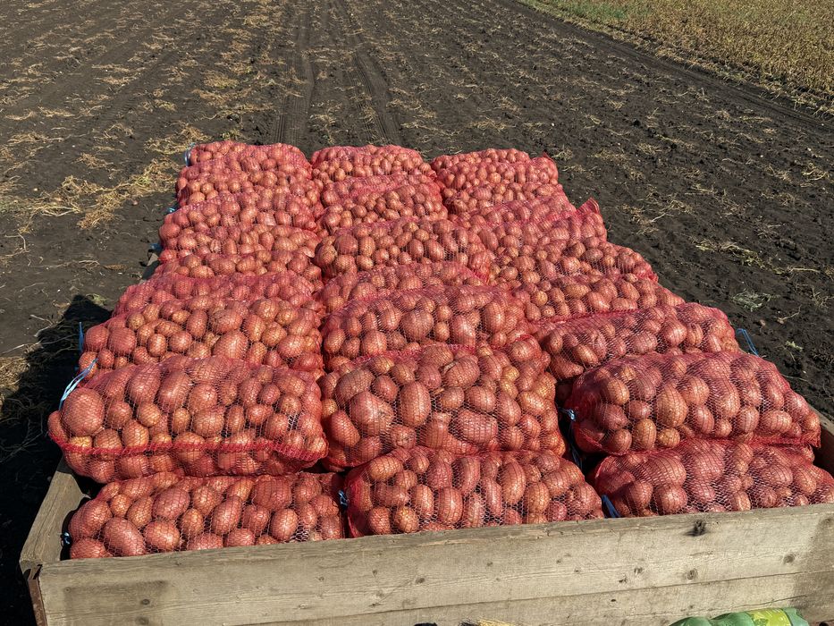 Cartofi de consum si samanta