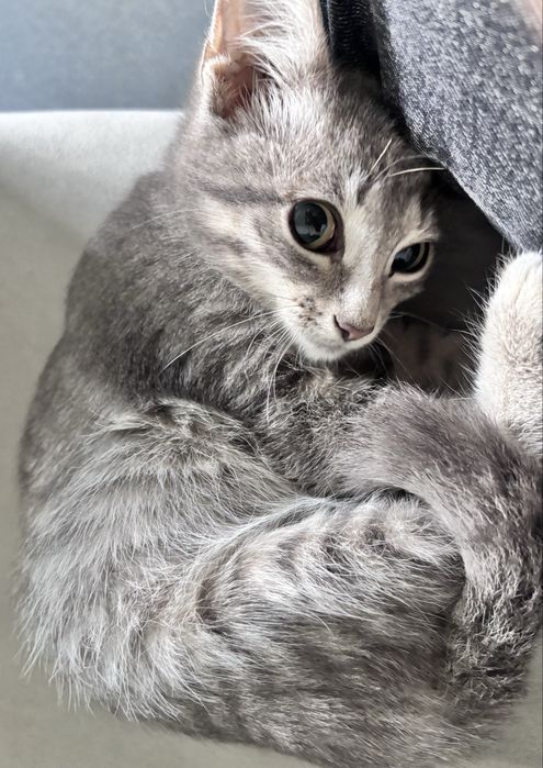 Котёнок девочка ищет любящую семью!