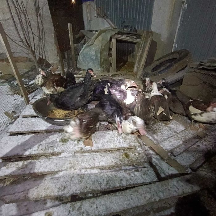 Продам индоуток (мускусных)