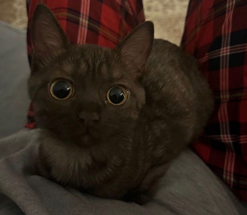 Домашний котенок