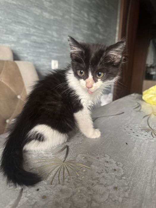 Котик бесплатно