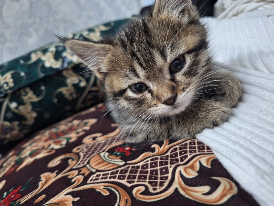 Skotish strayt okras tabbi mramor 1.5 2 oylik
  1.5 2 oylik