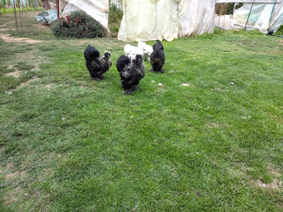 Vând schimb cocos mătase japoneza