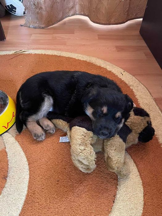 Donez caine pui 3 luni