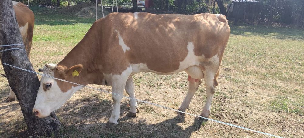 Vaca si juninca de vanzare