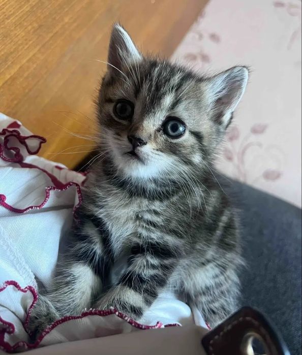 В красивых окрасах девочки, 1.5 мес